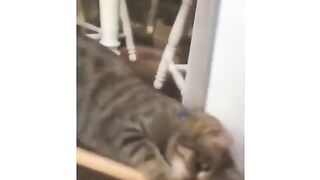 Smart ???? Cat