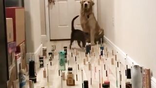 Precision step of the Cat
