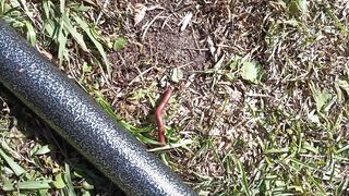 Worm looking for shade to cool off