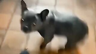 #cutecats #cuteanimals #trending #memes #memevideo #animals #funny #shorts #cats #dogs #reels #funnyanimals #viralanimals