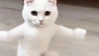 cute cat