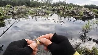 mancing ikan gabus
