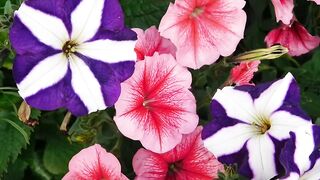 FLOWER 30075