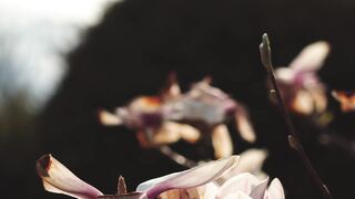 FLOWER 30077