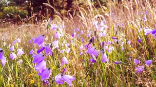 FLOWER 30076