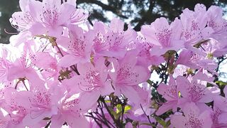 FLOWER 30078 VIDEO