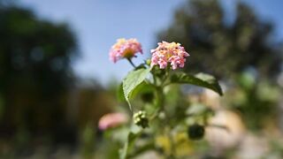 FLOWER 30079 VIDEO