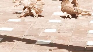 Beautiful pigeon for sale in Pakistan