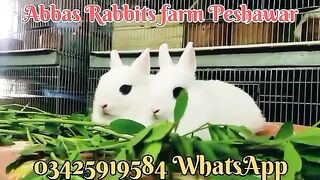 Rabbit for sale in Pakistan