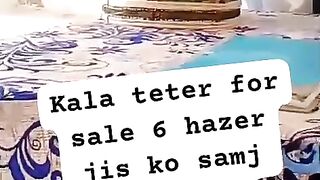 Black francolin Sindhi Kala teetar for sale in Pakistan