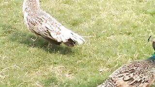 The birds in a lawn