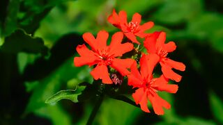 FLOWER 30080 VIDEO