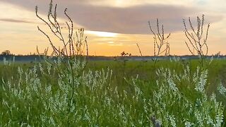 FLOWER 30081 VIDEO