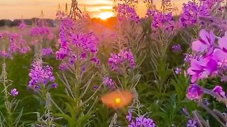 FLOWER 30082 VIDEO