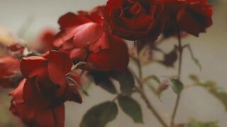FLOWER 30083 VIDEO