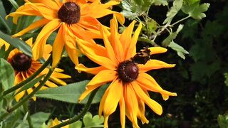 FLOWER 30084 VIDEO