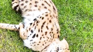 beautiful cat