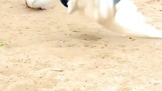 kabutar _ style_ bird _ white bird _black and white().