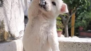 Dogs can drink water from the faucet #pet #dog