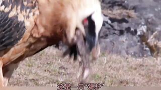 Love to eat the bones of the bearded vulture, ten pounds of bones directly swallowed, the natural world can not find the second!
