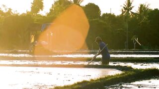Video Footage of Farmers in the Rice Fields