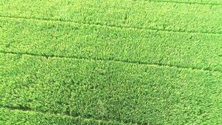 Cinematic Drone Video of Rice Fields