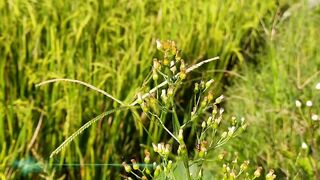 Cinematic Video of Rice Field Animals