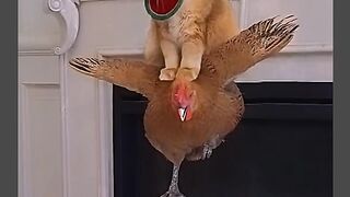 Funny cat playing mood
