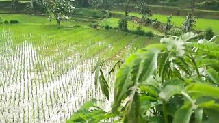 Raw cinematic video of rice fields