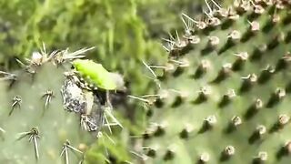 Cactus cutting
