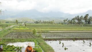 Footage of rice fields