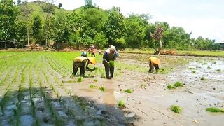 Rice planting