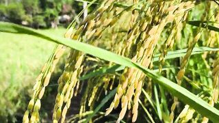 Footage of Yellow Rice