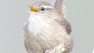 Birds is beautiful wildlife