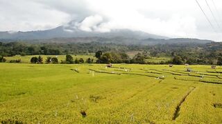 Cinematic Rice field drone
