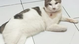 Nemo my pet
