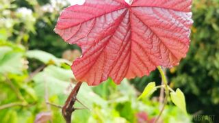 Cinematic Video of Plants