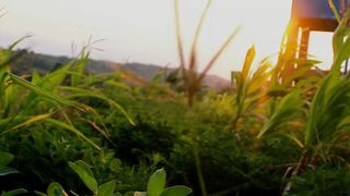 CINEMATIC SUNSET RICE POWDER