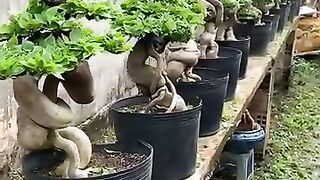 Bonsai yang sangat cantik