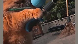 Whiskers and Giggles - Cat Comedy Compilation"
