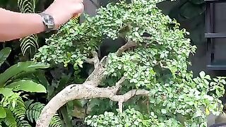pruning bonsai