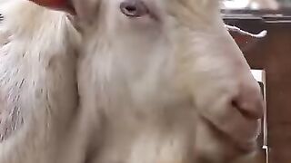 peternakan kambing
