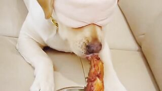 Dog and man food eating funny videos