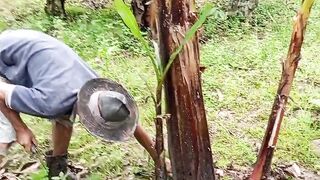 Work at garden