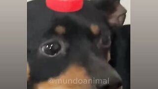 Funny videos