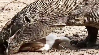 Komodo swallow the whole body of goat #shorts #shorts #indonesia #asmr #animalshorts