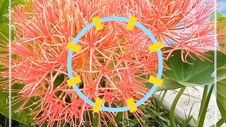 Ball Lily