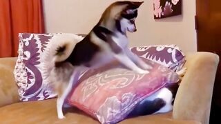 Cats & Dogs ( part – 2 )