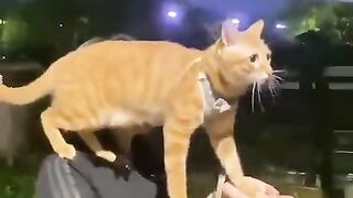Walking the cat