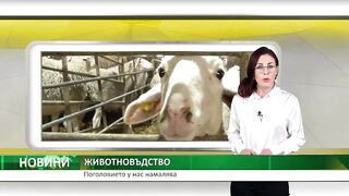 ПОГОЛОВИЕТО У НАС НАМАЛЯВА
